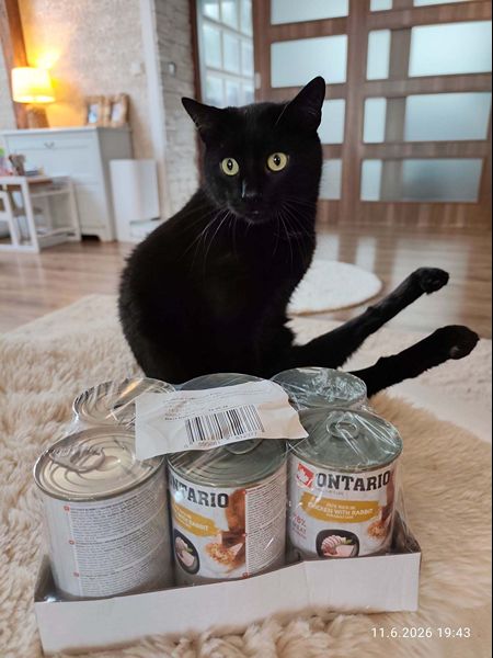 Handicapcats